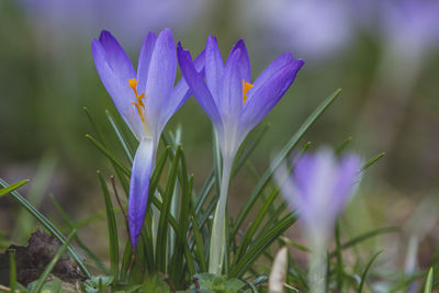 Close-up of purple crocus flowers on field