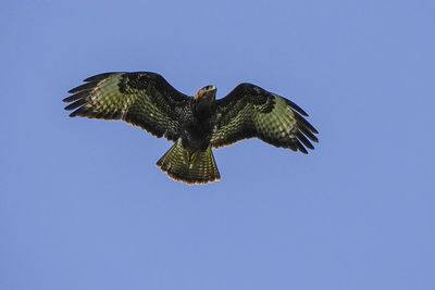 Low angle view of eagle flying against clear blue sky