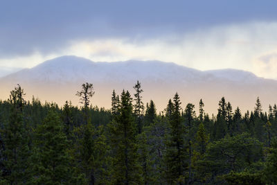 Scenic view of trees on mountains against sky