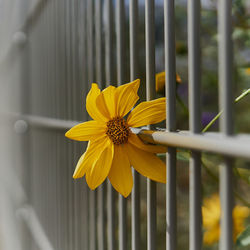 Close-up of yellow flower on fence