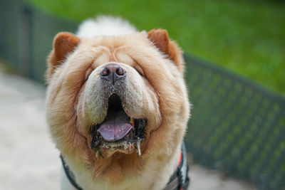 Close-up portrait of a dog