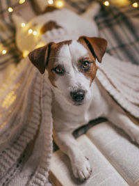 Close-up portrait of dog looking at camera