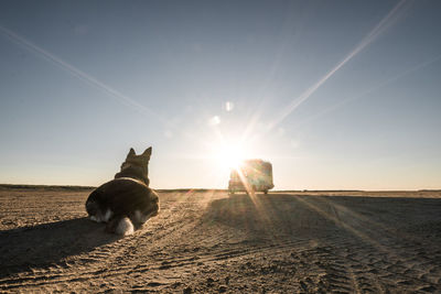 Dog on field against sky during sunset