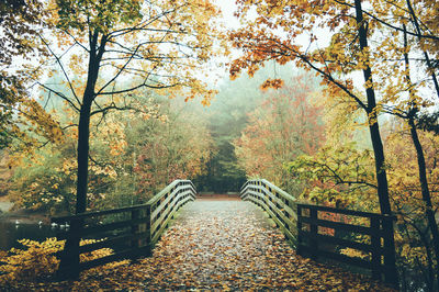 Bridge in park