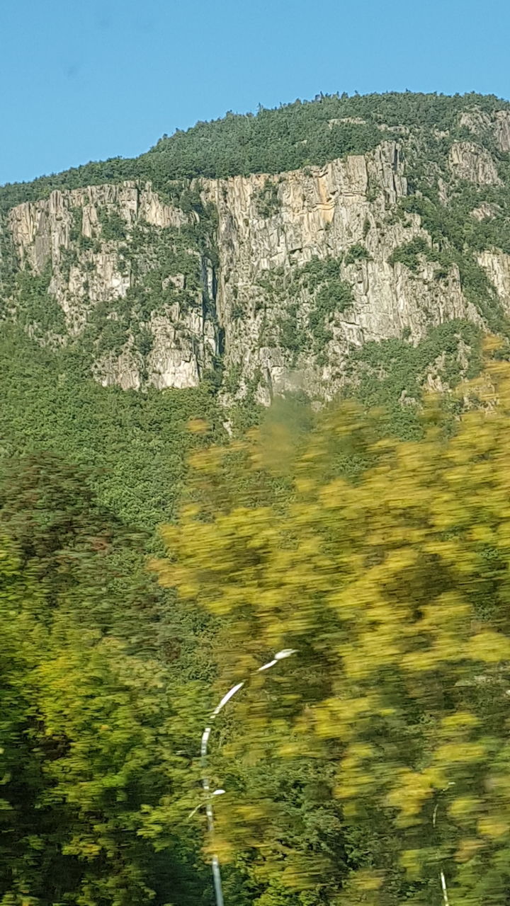 PLANTS GROWING ON LAND AGAINST MOUNTAIN