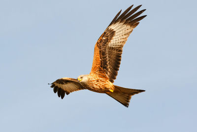 Low angle view of eagle flying in sky