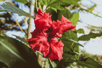 Close-up of red hibiscus on plant