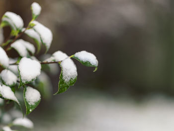 Close-up of flower buds growing outdoors