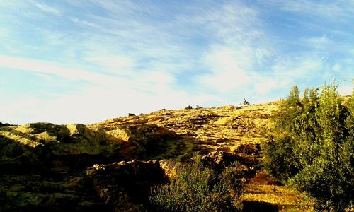 Trees on mountain against sky