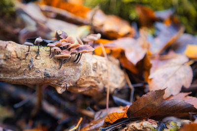 Close-up of dry leaves on field during autumn