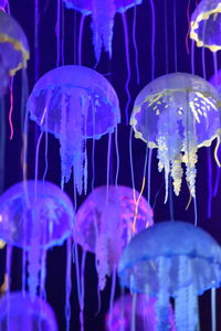 Close-up of jellyfish