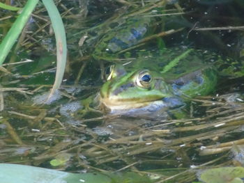 Close-up of fish swimming in water