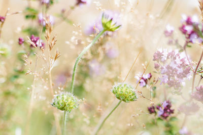Close-up of pink flowers
