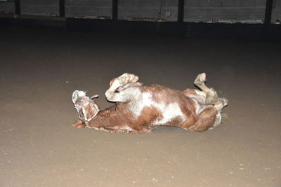 Horse lying on field at night