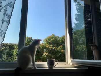 Cat sitting on window sill