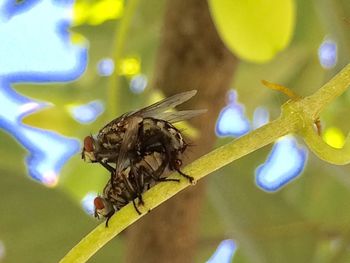 Close-up of bee pollinating flower