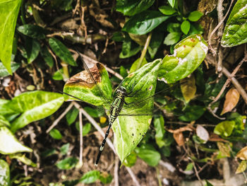 Close-up of insect on plant