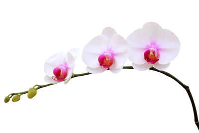 Close-up of pink flowering plant against white background