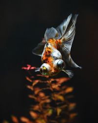 Close-up of fish swimming in sea