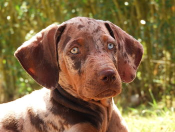 Close-up portrait of a dog