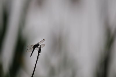 Close-up of insect