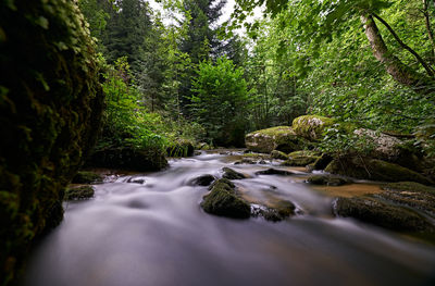 Stream flowing amidst trees in forest