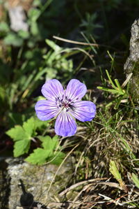 Close-up of purple flower blooming outdoors