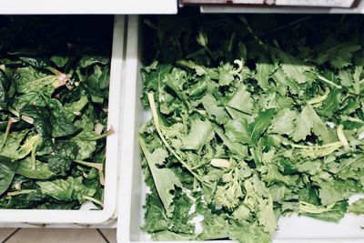 High angle view of fresh green salads leaves