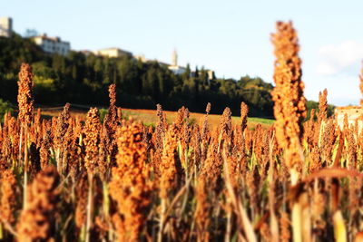 Close-up of plants on field against sky