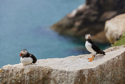 Puffin standing on a rock cliff . fratercula arctica