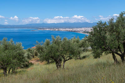 Scenic view of olive groves near kalamata in greece