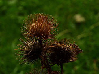 Close-up of dandelion