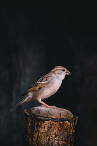 A bird house sparrow sitting on a dark wooden block with clear black background isolated