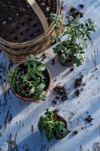 Table top view of gardening or potting bench with young tomato plants, clay pot, garden basket