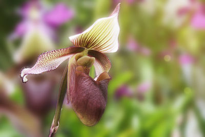 Close-up of purple flowering plant