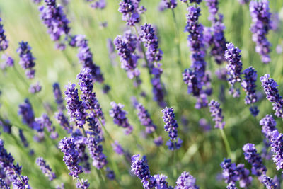 Close-up of lavender flowers blooming on field