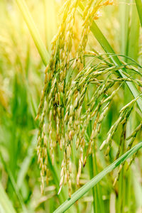 Seeds and rice that are still green in the countryside of thailand.