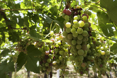 Low angle view of grapes hanging on tree