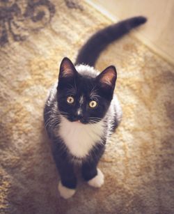 Close-up portrait of cat
