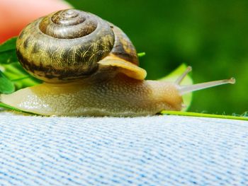 Close-up of snail