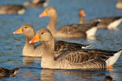 Duck swimming in lake