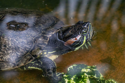 Close-up of turtle in water