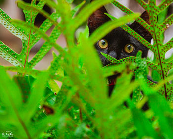 Close-up of green plant on leaf