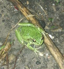 High angle view of frog on leaf