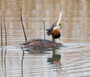 Grebe eating fish.