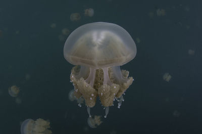 Close-up of jellyfish swimming in sea