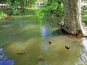 High angle view of ducks swimming in lake