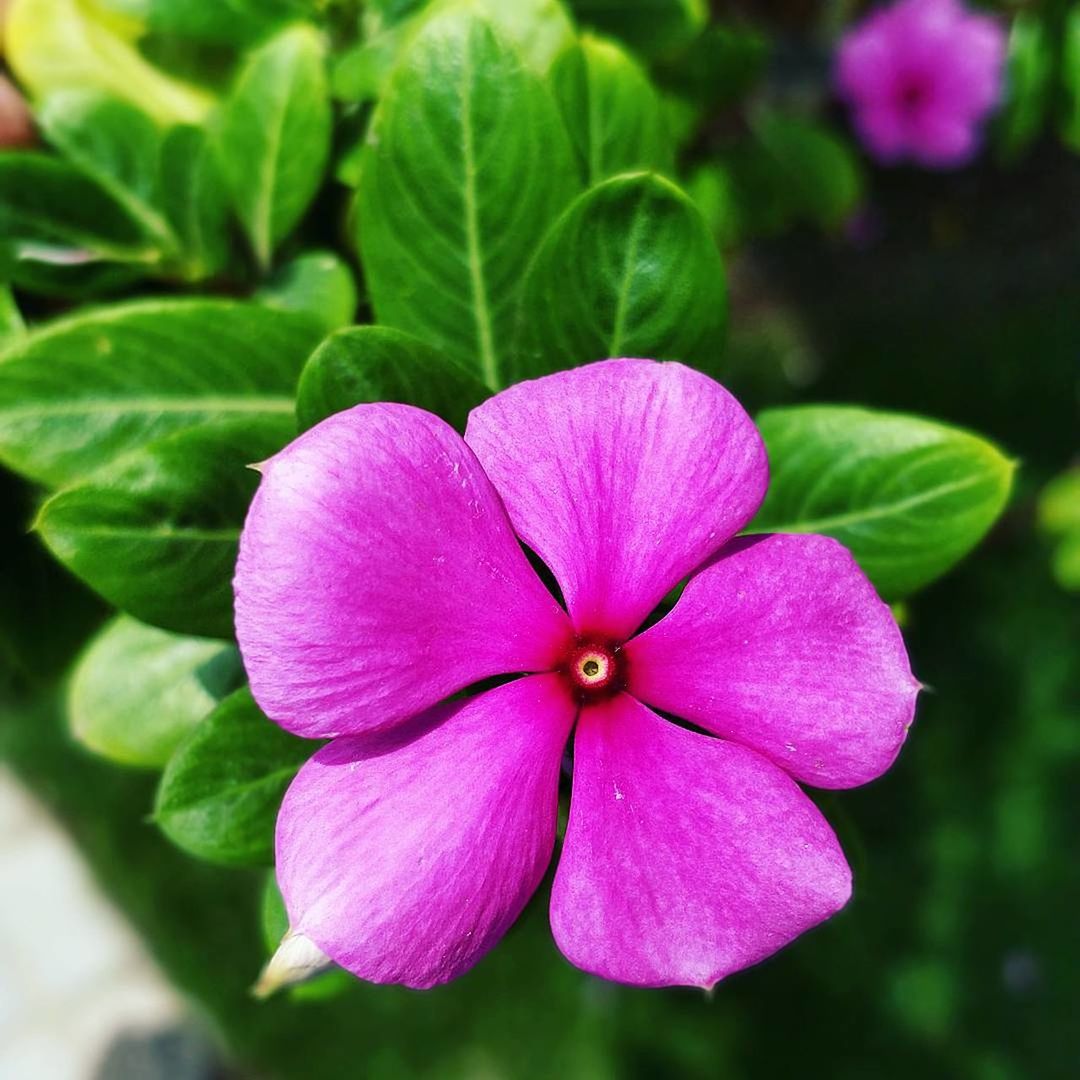 CLOSE-UP OF FRESH PINK FLOWER BLOOMING OUTDOORS