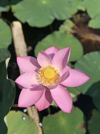 Close-up of pink water lily