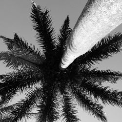 Low angle view of palm trees